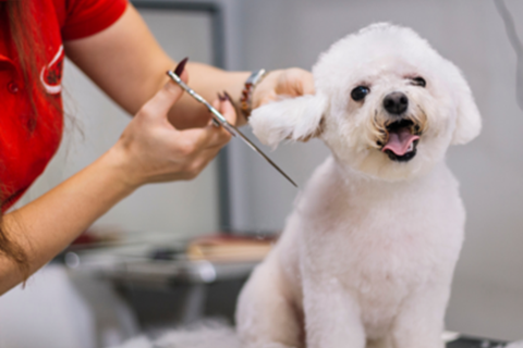 Wuffers Doorstep Dog Grooming: Transforming our scruffy hounds into top dogs