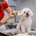 Wuffers Doorstep Dog Grooming: Transforming our scruffy hounds into top dogs