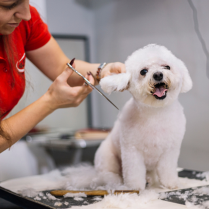 Mobile dog 2024 grooming somerset west