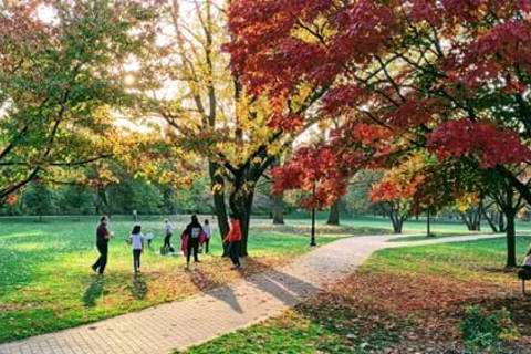 Top five things to do around Mitcham
