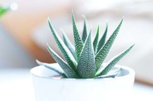 Tips on what indoor plants to choose