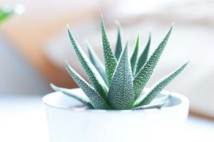 Indoor Plant Tips