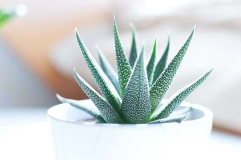 Tips on what indoor plants to choose