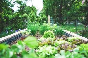 How to grow a flourishing vegetable garden