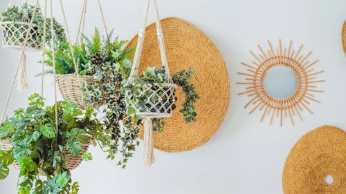 plants in a hanging baskets