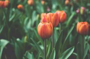 Top 10 Spring Cleaning Tips