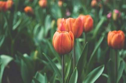 Spring Cleaning Tips