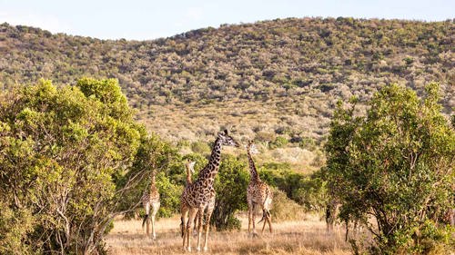 Kruger National Park