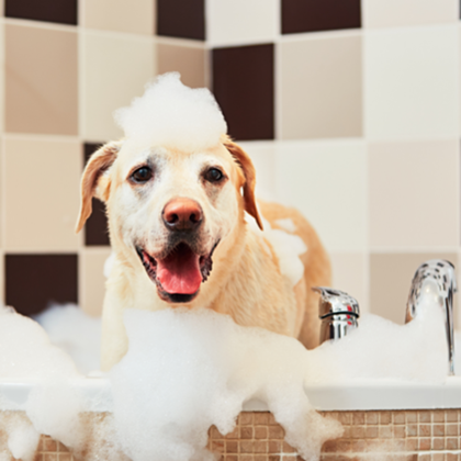 Dog Grooming At Home