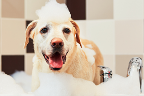 A beginners guide to grooming your dog at home