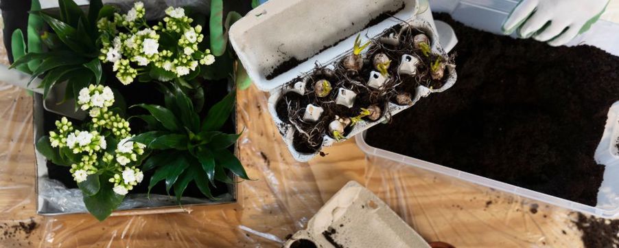 DIY way of organising seedlings