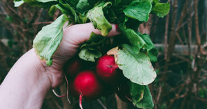 Best veggies to plant in your garden this spring