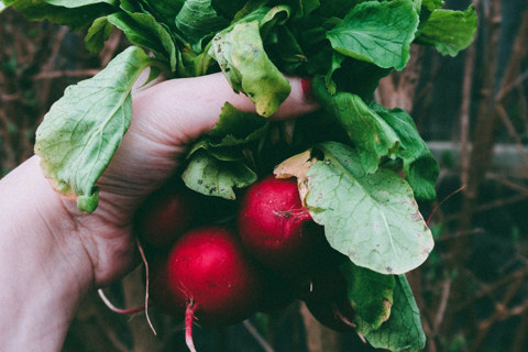 Best veggies to plant in your garden this spring