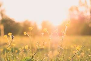 Spring activities to enjoy in Mitcham