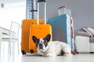 Tips to make your dog’s vacation a howling success
