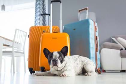 Holiday With Your Dog
