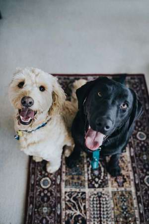 Kennel Store: The crew crafting bespoke homes for our canine companions