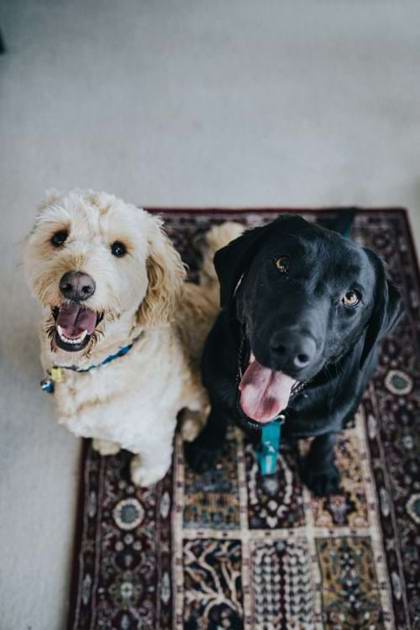 Kennel Store
