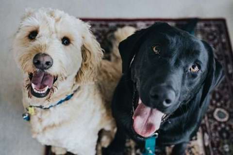 Kennel Store: The crew crafting bespoke homes for our canine companions
