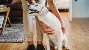 Five dog-friendly hotels in Banbury