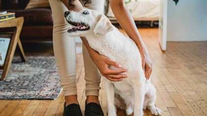 Dog Hotels Banbury