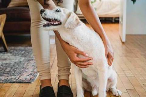 Five dog-friendly hotels in Banbury